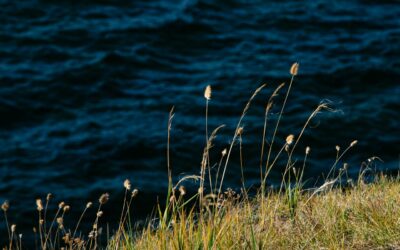 Endangered Coastal Herbs