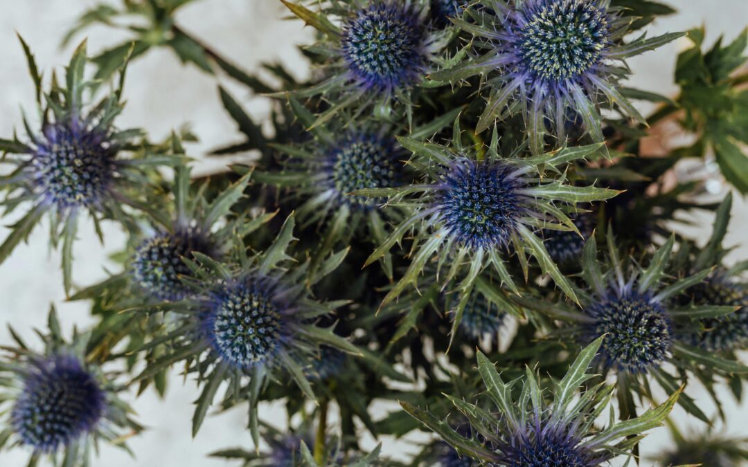 Endangered Coastal Herbs of the UK