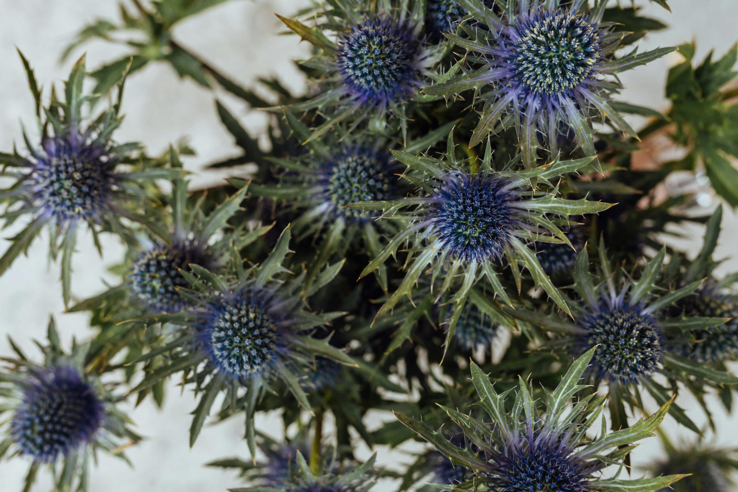 Endangered Coastal Herbs of the UK