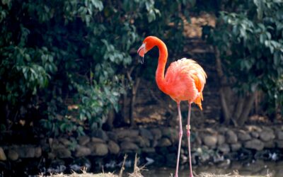 The Distinctive Color of Flamingo