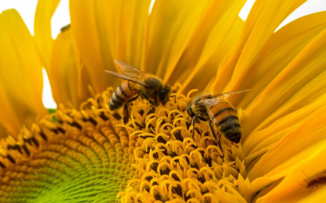 The Importance of Bees & Pollinators: Nature’s Tiny Heroes